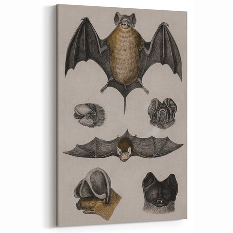 Vintage Bat Illustration - Abstract Grunge Aesthetic Art Canvas Print