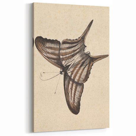 Distressed Butterfly Grunge Print - Vintage Canvas Wall Art Decor
