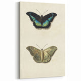 Blue and Beige Butterfly Grunge Art - Abstract Canvas Print Decor