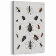 Vintage Beetle Illustration - Grunge Insect Art - Abstract Canvas Print