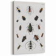 Vintage Beetle Illustration - Grunge Insect Art - Abstract Canvas Print