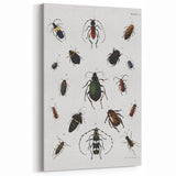 Vintage Beetle Illustration - Grunge Insect Art - Abstract Canvas Print
