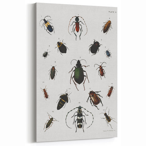 Vintage Beetle Illustration - Grunge Insect Art - Abstract Canvas Print