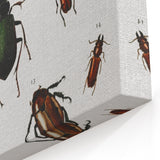 Vintage Beetle Illustration - Grunge Insect Art - Abstract Canvas Print