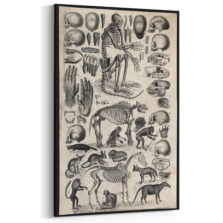 Vintage Skeleton Grunge Art - Anatomy Canvas Print - Scientific Decor