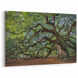 Charleston Wall Art - Angel Oak Tree Charleston SC Photography Print