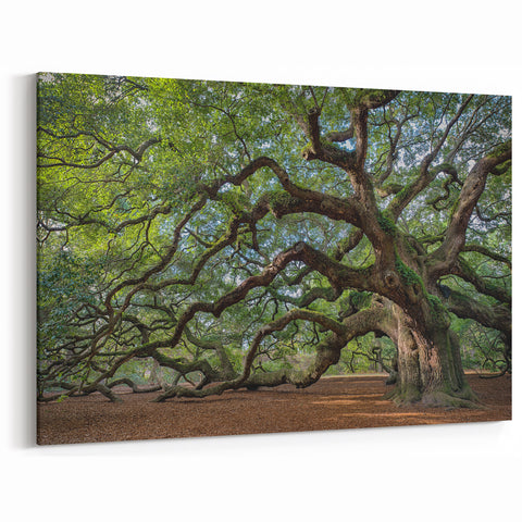 Charleston Wall Art - Angel Oak Tree Charleston SC Photography Print