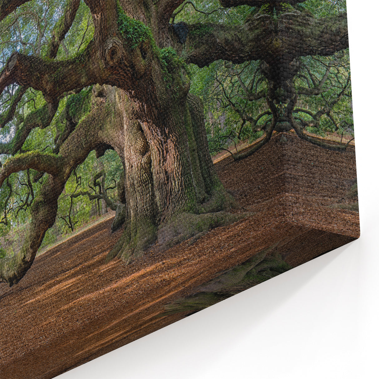 Charleston Wall Art - Angel Oak Tree Charleston SC Photography Print