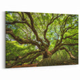 Historic Charleston Art - Angel Oak Tree South Carolina Photography