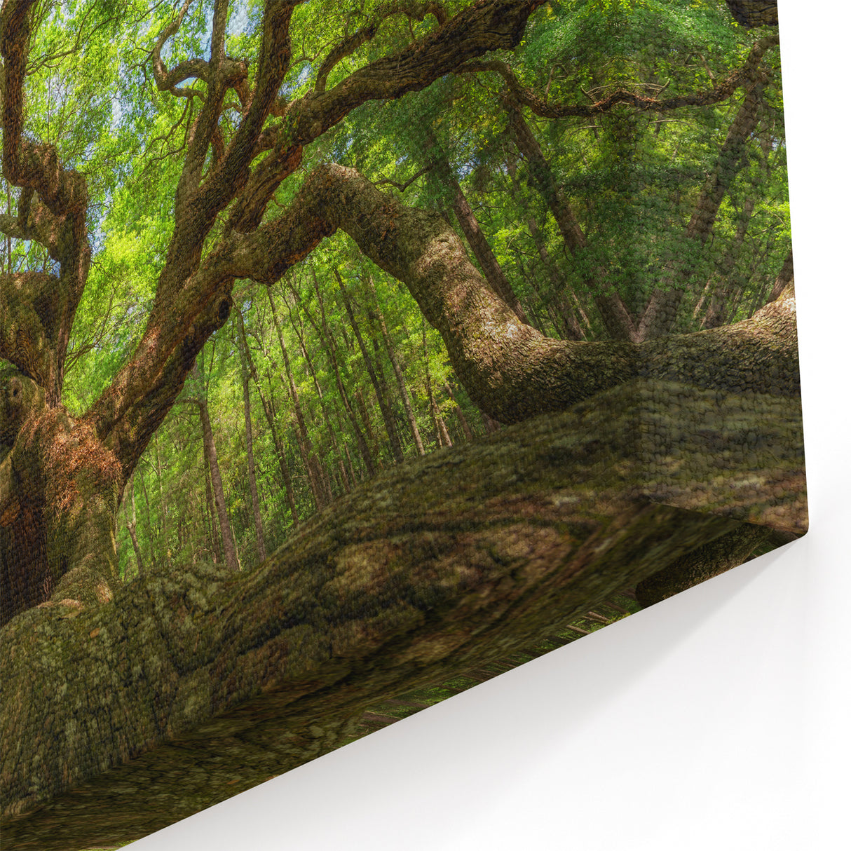 Historic Charleston Art - Angel Oak Tree South Carolina Photography