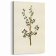 Vintage Grunge Botanical Print - Minimalist Greenery Canvas Wall Art