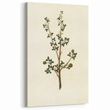 Vintage Grunge Botanical Print - Minimalist Greenery Canvas Wall Art