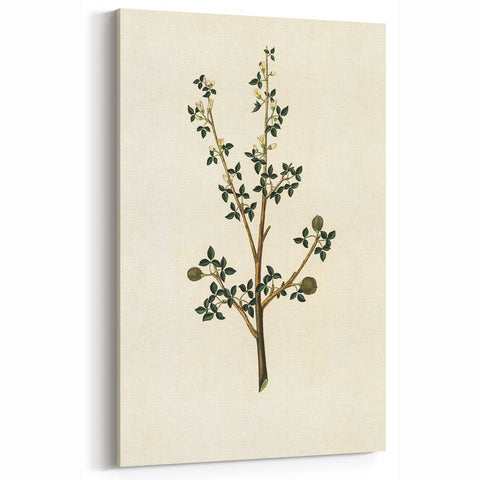 Vintage Grunge Botanical Print - Minimalist Greenery Canvas Wall Art