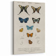 Vintage Grunge Butterfly Chart - Distressed Insect Canvas Wall Art