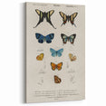 Vintage Grunge Butterfly Chart - Distressed Insect Canvas Wall Art