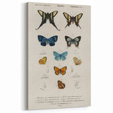 Vintage Grunge Butterfly Chart - Distressed Insect Canvas Wall Art