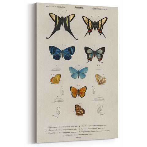 Vintage Grunge Butterfly Chart - Distressed Insect Canvas Wall Art