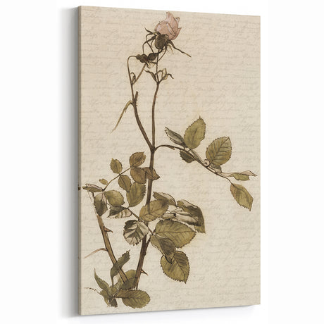 Vintage Rose Grunge Art - Distressed Botanical Canvas Print - Urban Decor