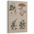 Grunge Botanical Poison Art - Vintage Mushroom and Floral Wall Print