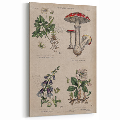 Grunge Botanical Poison Art - Vintage Mushroom and Floral Wall Print