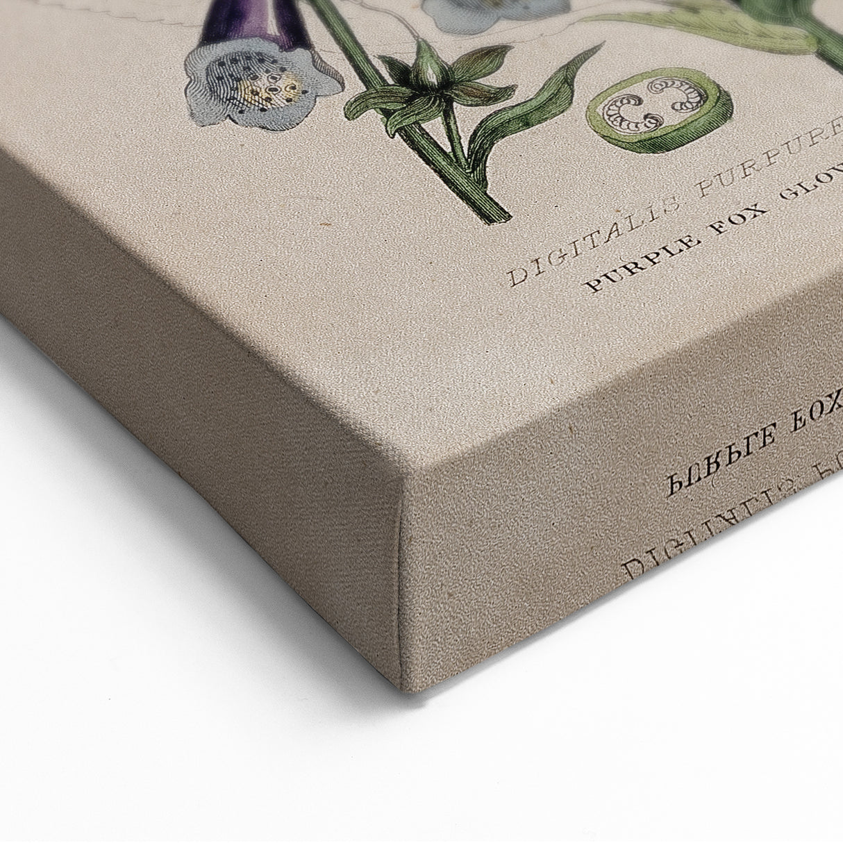 Grunge Botanical Poison Art - Vintage Mushroom and Floral Wall Print