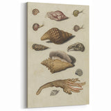 Vintage Grunge Seashell Illustration - Distressed Nautical Wall Art