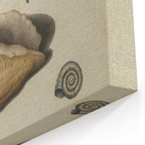 Vintage Grunge Seashell Illustration - Distressed Nautical Wall Art