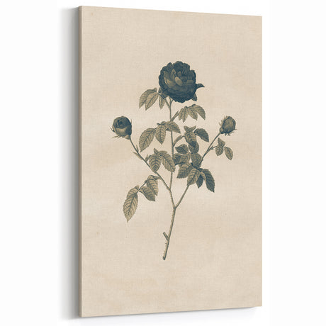 Vintage Grunge Rose Illustration - Distressed Botanical Floral Wall Art