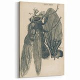Vintage Grunge Insect Anatomy Print - Detailed Scientific Wall Art