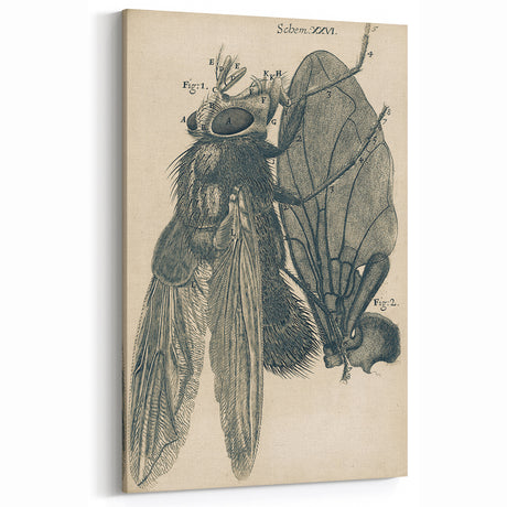 Vintage Grunge Insect Anatomy Print - Detailed Scientific Wall Art