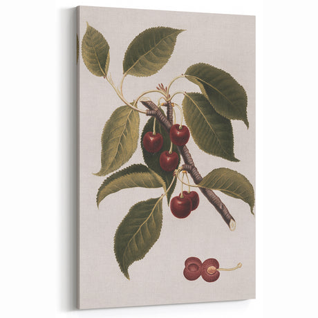 Vintage Grunge Cherry Art | Grunge Botanical Print | Urban Wall Decor