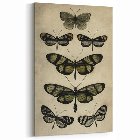 Grunge Butterfly Collection Art | Vintage Canvas Print | Urban Wall Decor