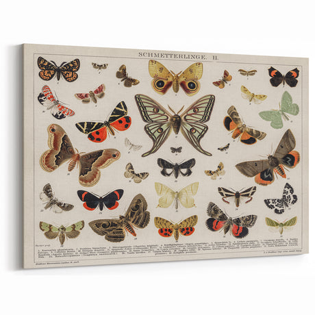 Vintage Grunge Art - Butterfly Chart Canvas for Retro Wall Decor