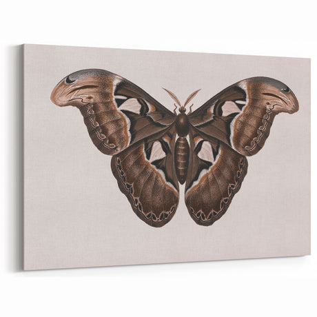 Grunge Wall Art - Moth Canvas Print for Vintage Aesthetic Decor