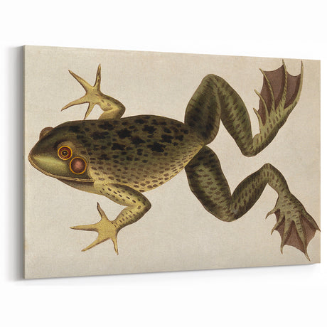 Grunge Frog Art Print - Vintage Amphibian Canvas - Rustic Nature Decor