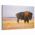 Nebraska Wall Art - Majestic Bison Nebraska Photography Canvas Prints