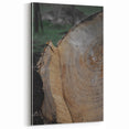 Rustic Tree Ring Wall Art – Nature-Inspired Decor for Farmhouse Homes