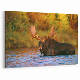 New Hampshire Nature Art – Moose Wildlife Photography Canvas and Prints