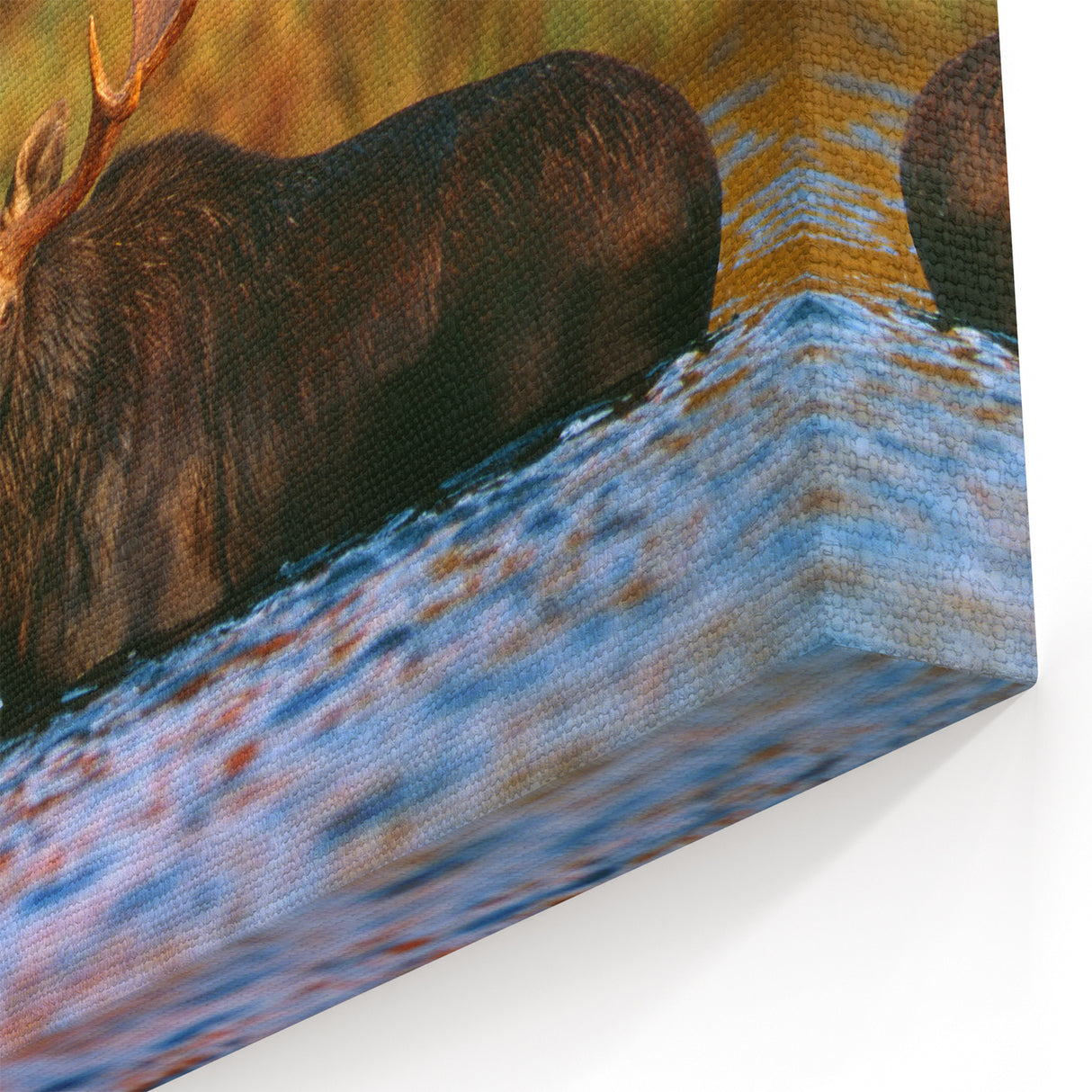 New Hampshire Nature Art – Moose Wildlife Photography Canvas and Prints