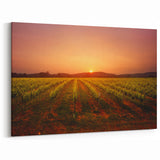Sunset Over Napa Valley Vineyards – California Wine Country Wall Art