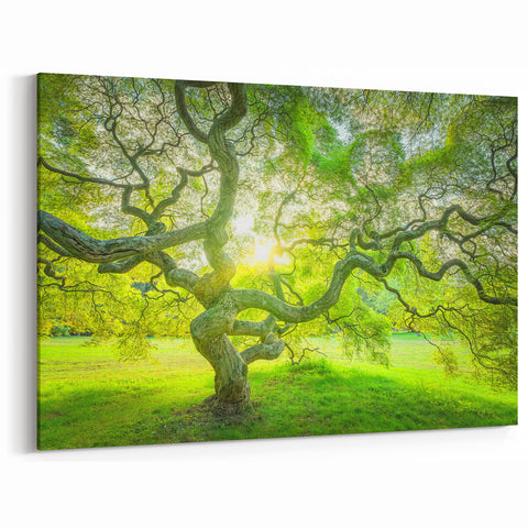 Historic New Jersey Scenes – Sunlit Tree Landscape Art Print
