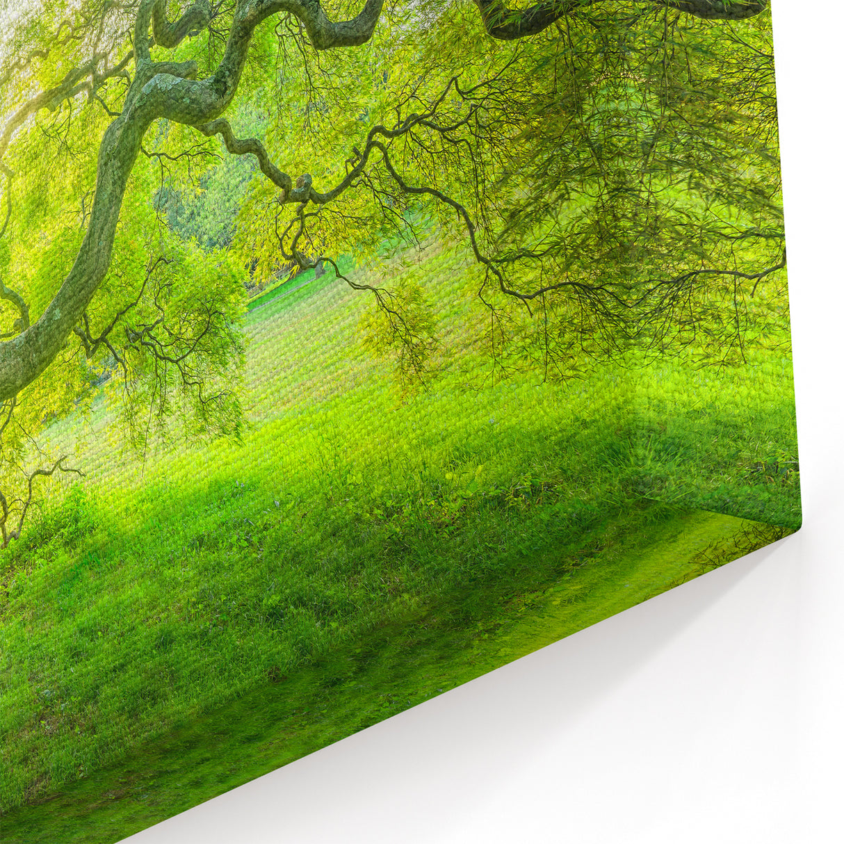 Historic New Jersey Scenes – Sunlit Tree Landscape Art Print