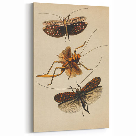 Grunge Wall Art - Vintage Insect Illustration Print - Abstract Grunge Decor