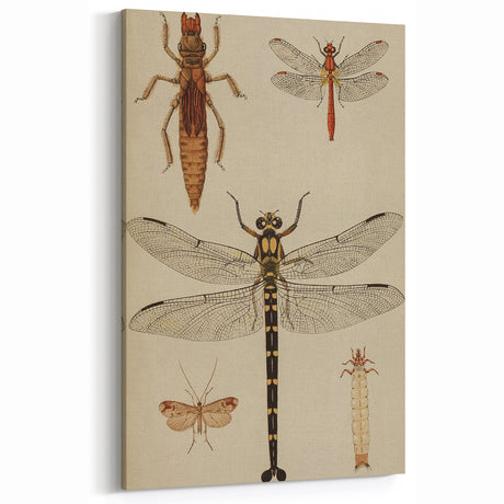 Vintage Insect Study Grunge Wall Art - Grunge Canvas Print for Urban Decor