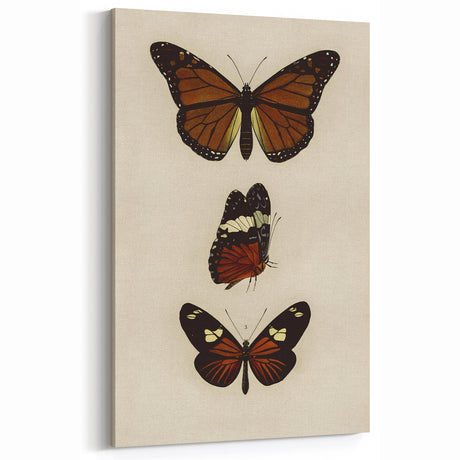 Grunge Wall Art: Vintage Grunge Butterfly Canvas Print for Modern Decor