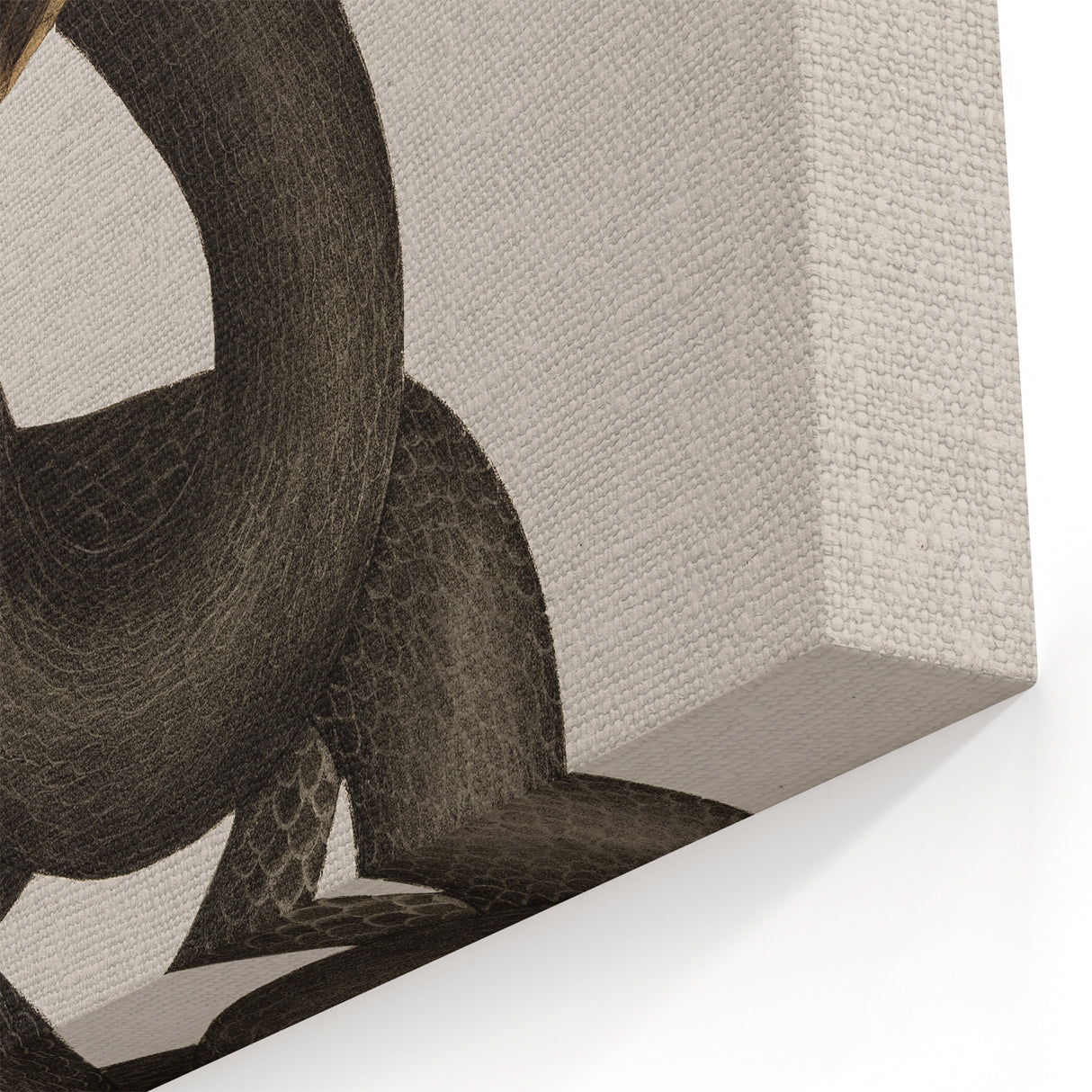 Grunge Wall Art - Vintage Cobra Snake Illustration Grunge Canvas Print