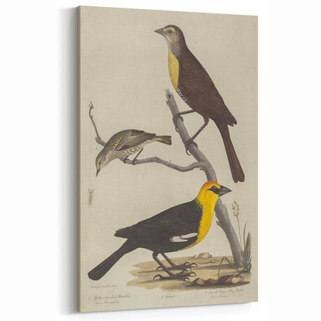 Grunge Aesthetic Art: Vintage Bird Illustration Grunge Canvas Print