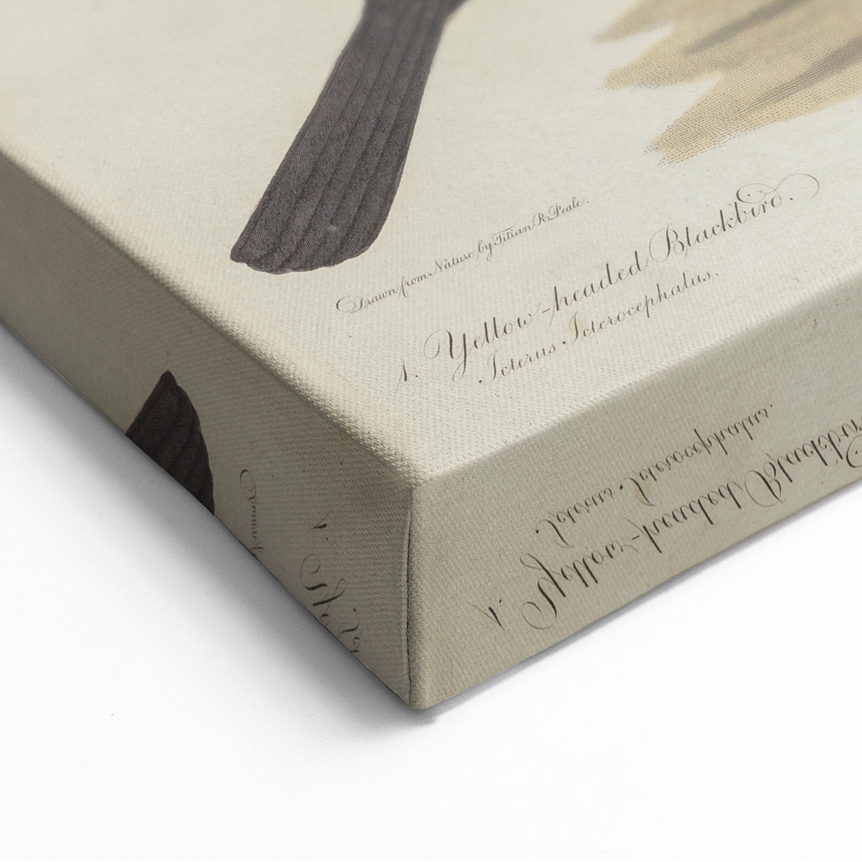 Grunge Aesthetic Art: Vintage Bird Illustration Grunge Canvas Print