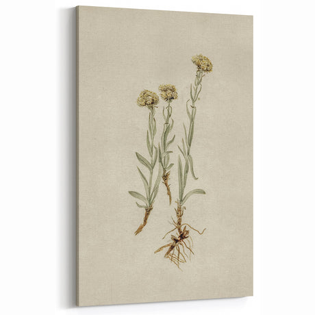 Grunge Wall Art - Vintage Botanical Plant Grunge Canvas Print Decor