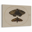 Grunge Wall Art: Moth Illustration | Vintage Grunge Canvas Print